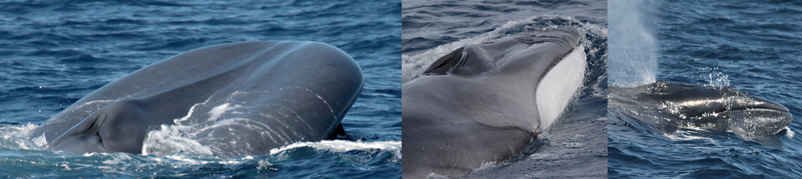foto whales